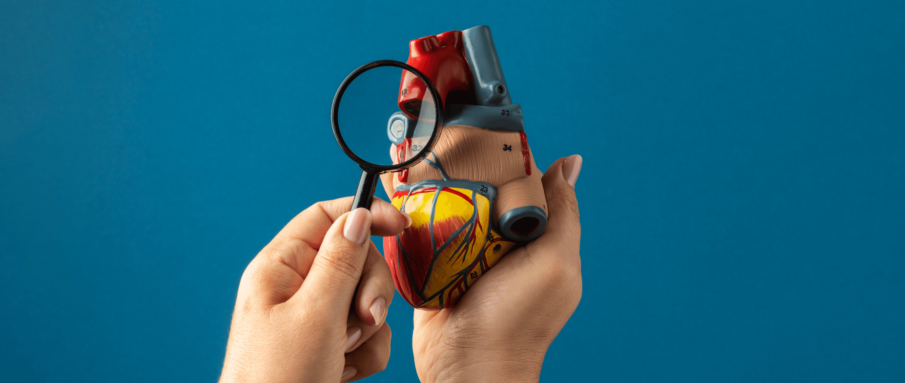 When Your Heart Hosts a Not-So-Friendly Guest: What is Endocarditis?