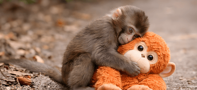 Why Punch Held On, And Why We Do Too: The Science of Comfort Objects